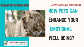 How Pets Can Enhance Your Emotional Well Being?