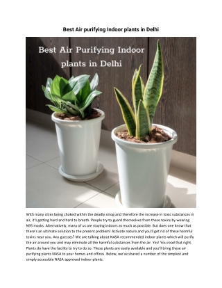 Best Air purifying Indoor plants in Delhi