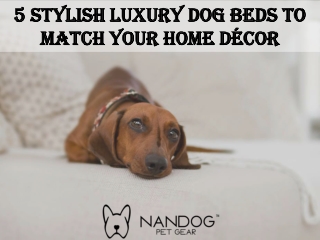 5 Stylish Luxury Dog Beds to Match Your Home Décor