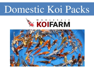 Domestic Koi Packs