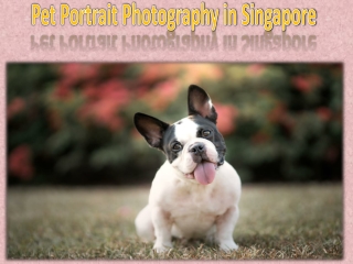Pet Portrait Photography in Singapore