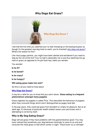 Why Dog eat grass