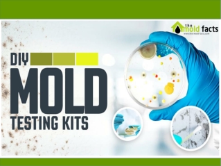 Professional Mold Testing