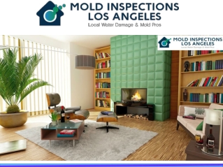 Professional Mold Inspectors