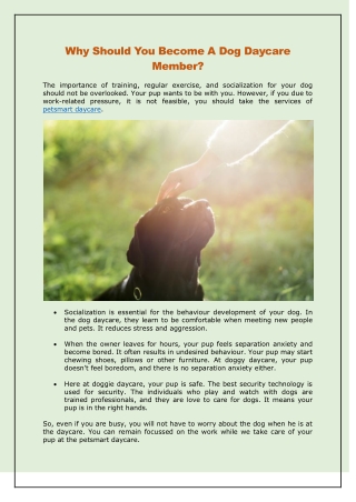 Why Should You Become A Dog Daycare Member?