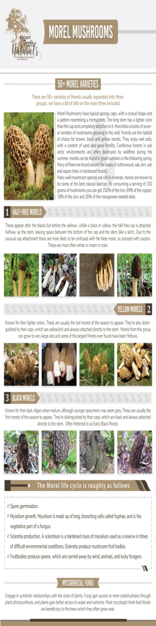 Morel Mushroom Hunting Info - Best places to Find Morels!