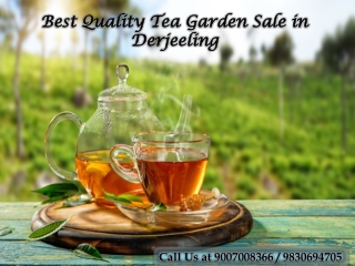 Best Quality Tea Garden Sale in Derjeeling