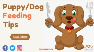 Puppy/Dog Feeding Tips