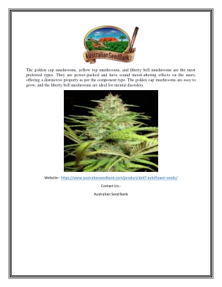 Ak47 Auto Seeds | Australianseedbank.com