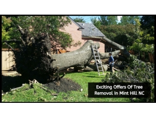 Exciting Offers Of Tree Removal In Mint Hill NC