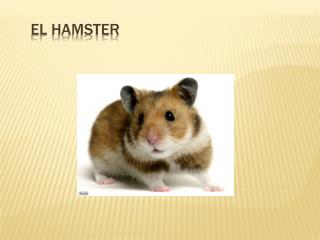 EL HAMSTER