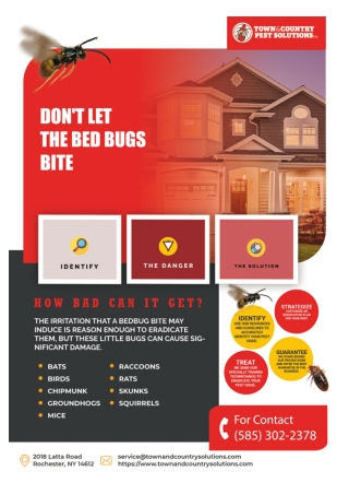 Syracuse Wildlife Removal | Syracuse commercial pest control