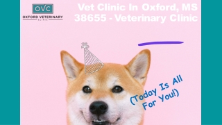 The Best Veterinarian and Animal Care Hospital in MS