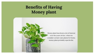 Benefits of having money plant