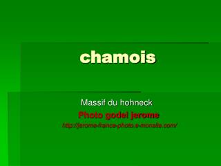 chamois