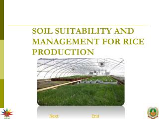 SOIL SUITABILITY AND MANAGEMENT FOR RICE PRODUCTION