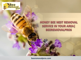 HONEY BEE NEST REMOVAL SERVICE IN YOUR AREA| BEEREMOVALPROS