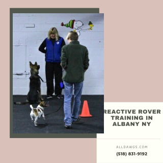 Reactive Rover Training in Albany NY