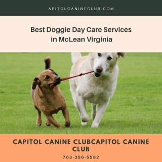 Best Doggie Day Care Services in McLean Virginia