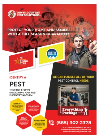 Exterminator rochester ny | Bee exterminator rochester ny,