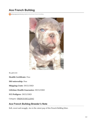 Ace French Bulldog