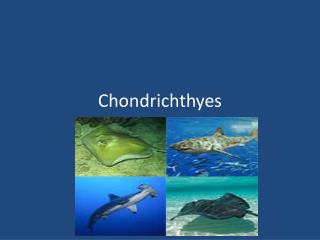 Chondrichthyes