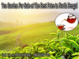 Tea Garden For Sale at The Best Price in North Bengal