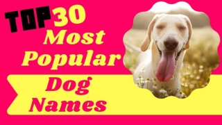 Top 30 Most Popular Dog Names For Male And Female With Meaning 2021 ! Best Puppy Names