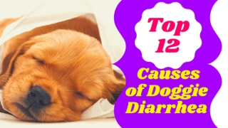 Diarrhea In Dogs : 12 Reasons Your Dog Has Diarrhea ! Dog Health Tips 2021