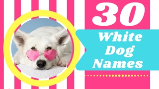 Top 30 Best White Dog Names Male And Female With Meaning 2021! Unique Dog Names Female ! Puppy Names