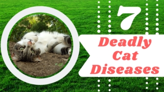 Top 7 Dog Deadly Diseases 2021