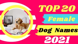 Top 20 Best Female Dog Names With Meaning 2021