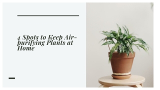 4 Spots to Keep Air-purifying Plants at Home