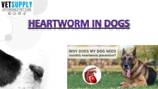Heartworm in Dogs|Treatment|Best Heartwormers|VetSupply