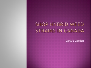 Shop Hybrid Weed Strains In Canada - Carly’s Garden