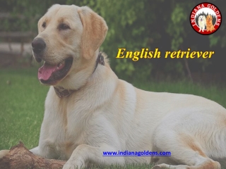 English Cream Golden Retriever for Sale | Indiana Goldens