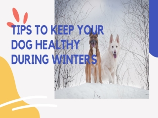 Tips To Keep Your Dog Healthy During Winters