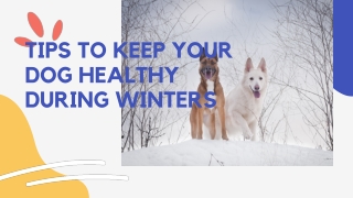 Tips To Keep Your Dog Healthy During Winters