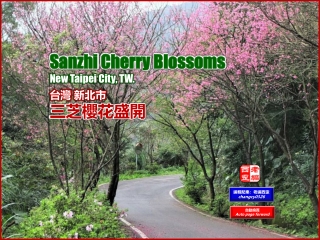 Sanzhi Cherry Blossoms, New Taipei City, TW. (台灣 新北市 三芝櫻花盛開)