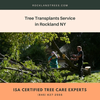 Tree Transplants Service in Rockland NY