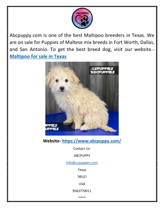 Maltipoo for Sale in Texas | Abcpuppy.com