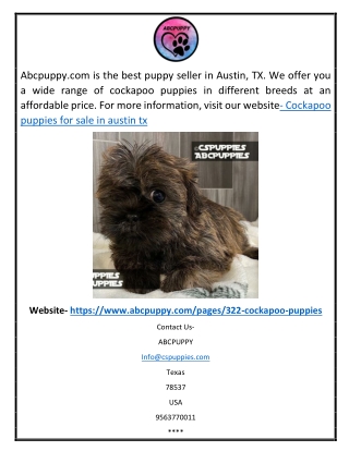 Cockapoo Puppies For Sale In Austin Tx | Abcpuppy.com