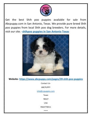 Shihpoo Puppies In San Antonio Texas | Abcpuppy.com