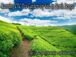 Running CTC Tea Garden for Sale in North Bengal