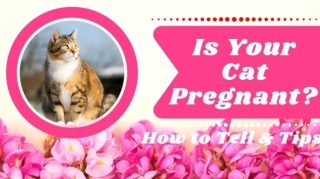 Is My Cat Pregnant? How To Tell And Care Tips 2021 ! Cat Health Tips