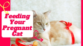 Feeding Your Pregnant Cat : How to Feed a Pregnant or Nursing Cat 9 Steps ! Cat Health Tips 2021