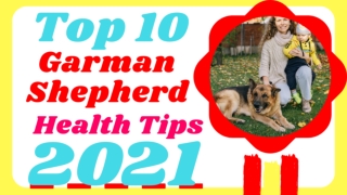 10 Ways to Keep Your German Shepherd Dog Healthy 2021