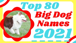 Big Dog Names - Over 80 Awesome Ideas For Male and Female Big Dog Breeds ! Unique Dog Names 2021