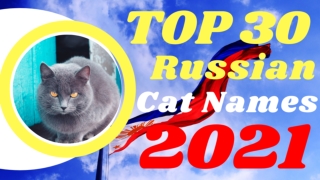 Top 30 Most Popular Male And Female Russian Cat Names With Meaning 2021