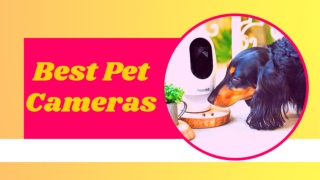 Best Pet Cameras to Help You Keep an Eye on Your Pet 2021 ! Pet Health Tips